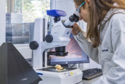 Frau arbeitet im Labor am Mikroskop